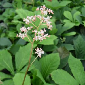 Rodgersia aesculifolia ---